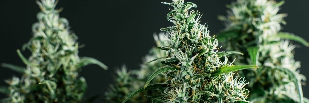 Czy marihuana to narkotyk? 