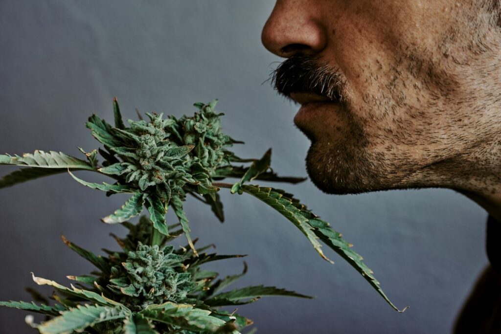 zaświadczenie o leczeni medyczną marihuaną