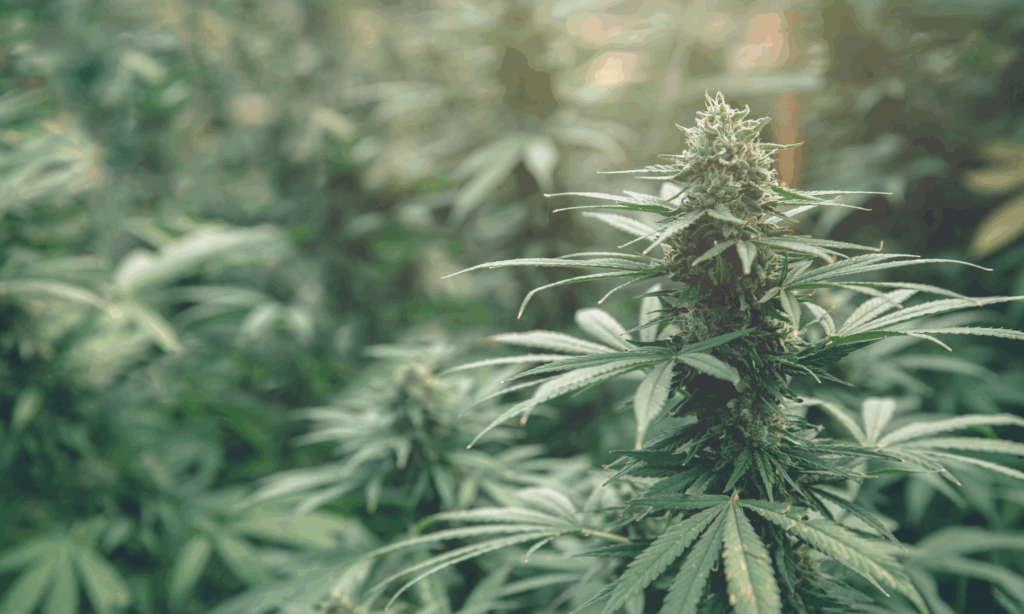 Bezpieczeństwo medycznej marihuany