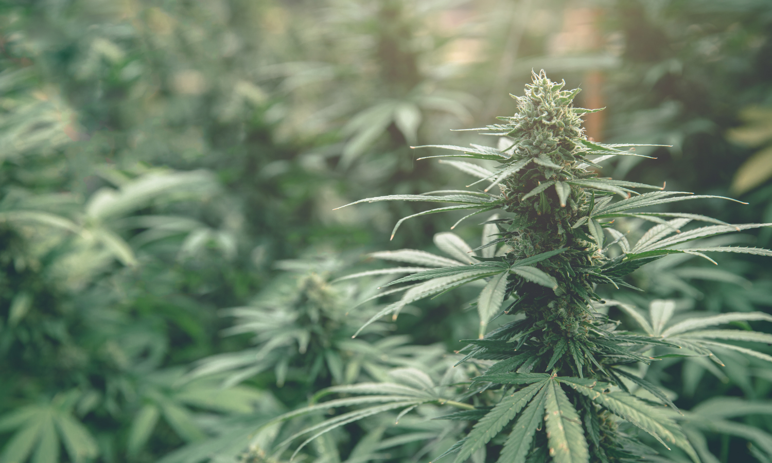 Bezpieczeństwo medycznej marihuany