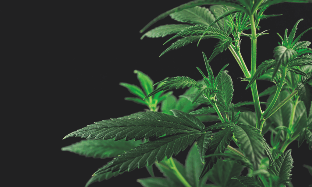 Inhalacja CBD – kiedy forma wziewna ma przewagę nad olejkami i kapsułkami?