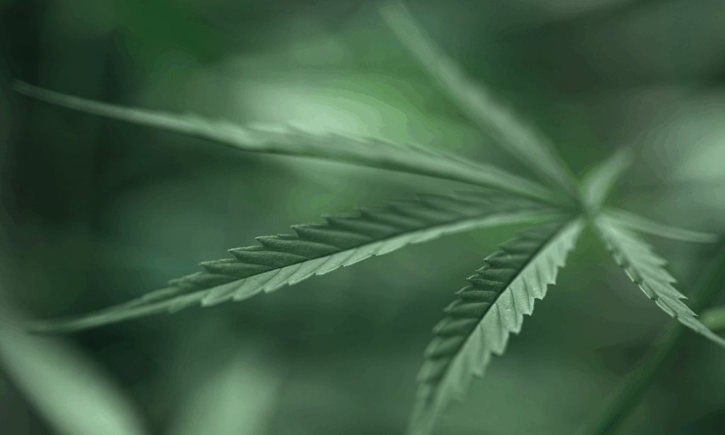 CRAFTY+ czy MIGHTY+ – który waporyzator Storz & Bickel lepiej sprawdzi się na co dzień?