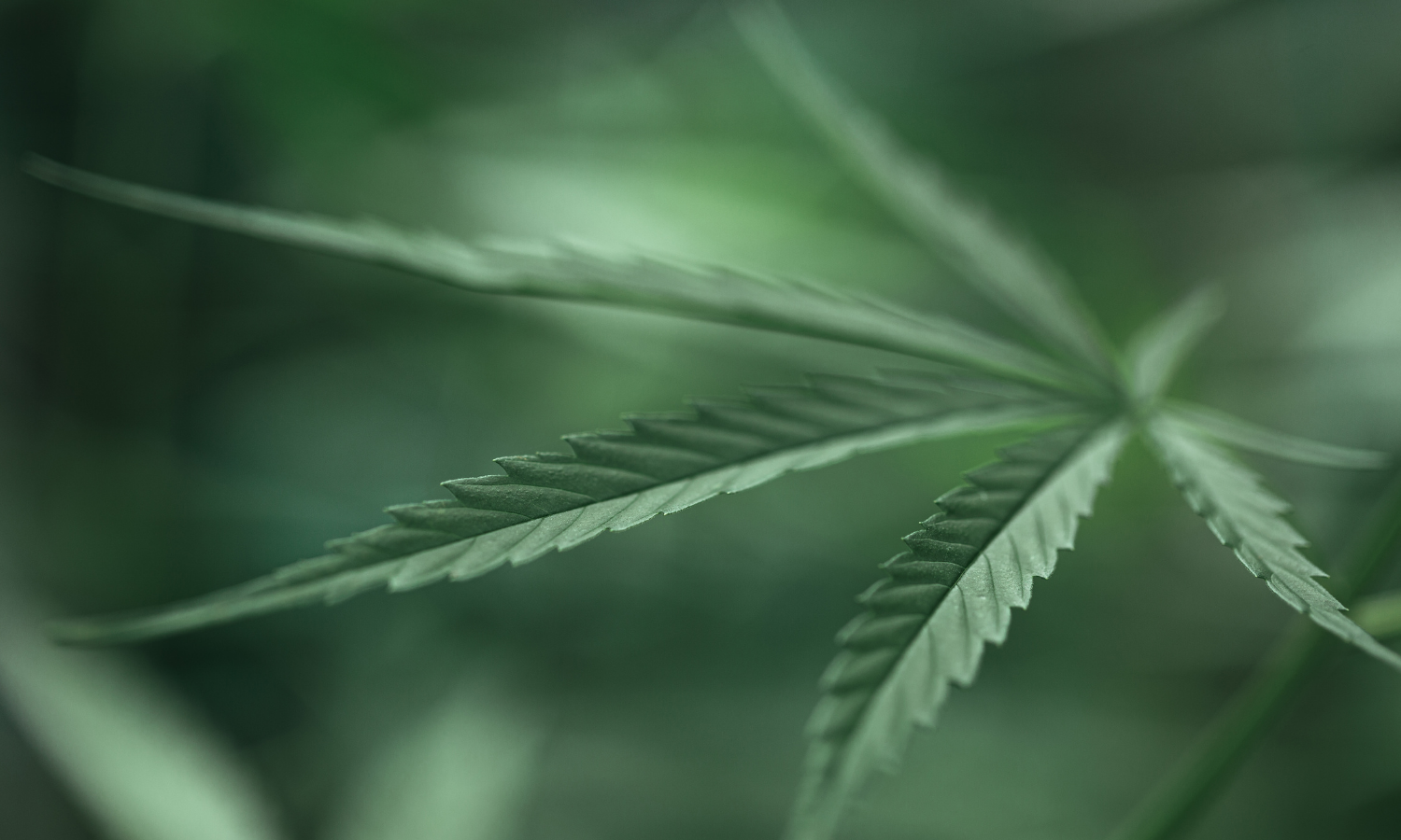 CRAFTY+ czy MIGHTY+ – który waporyzator Storz & Bickel lepiej sprawdzi się na co dzień?