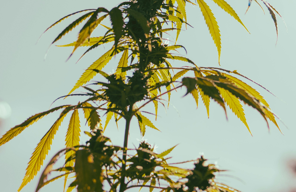 Jak unikać najczęstszych błędów na starcie terapii konopnej?