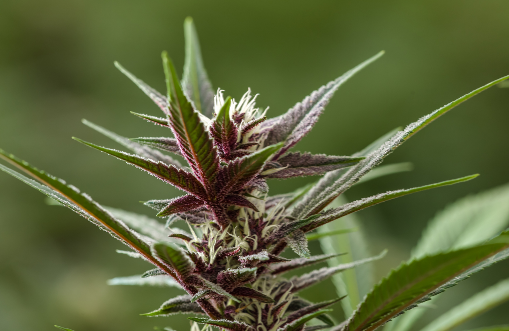 Najczęstsze powody zmiany preparatu w trakcie terapii medyczną marihuaną