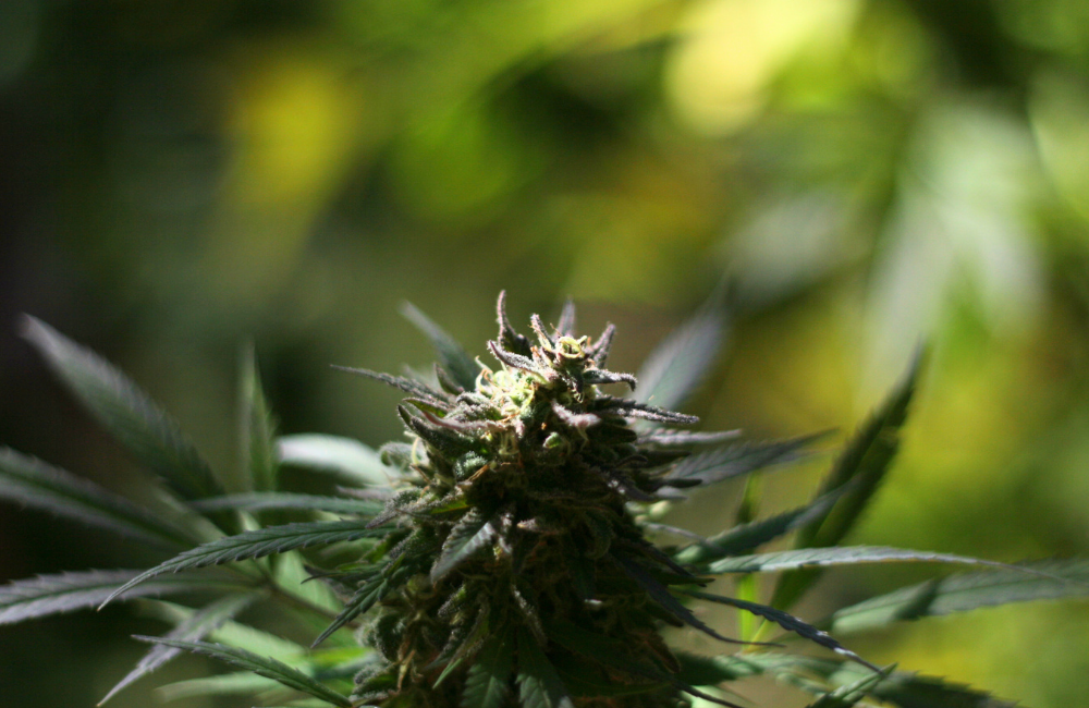 Czy można przerwać terapię z dnia na dzień? Bezpieczne zasady odstawiania i modyfikacji dawek