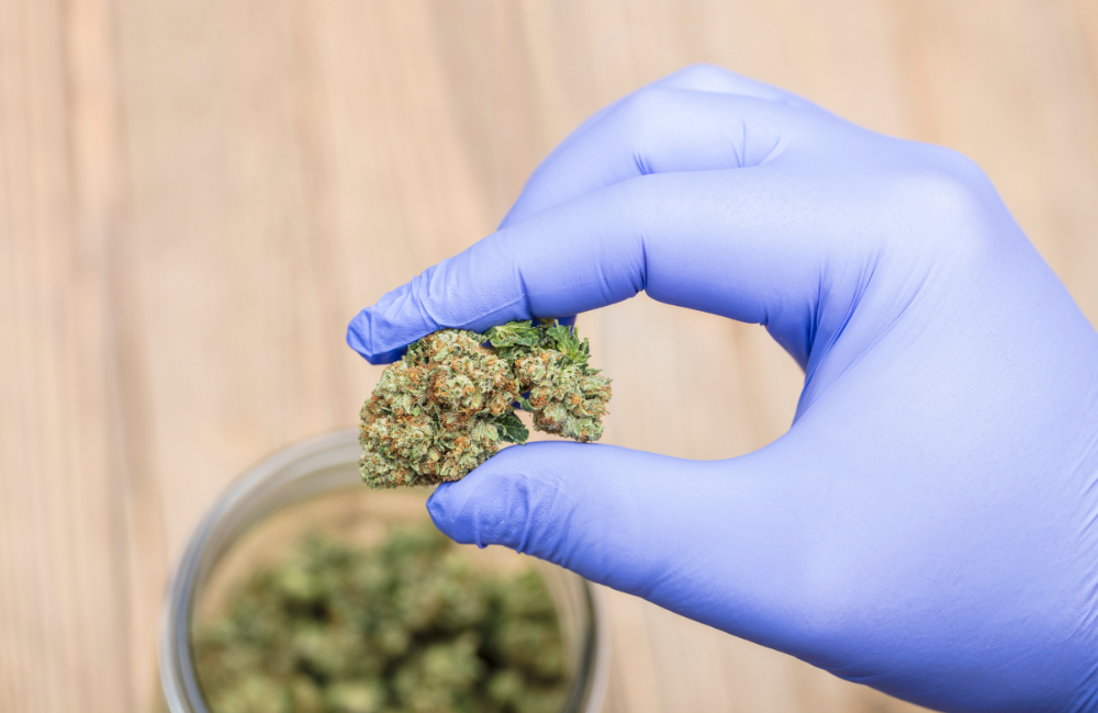 Interakcje THC/CBD z innymi lekami.