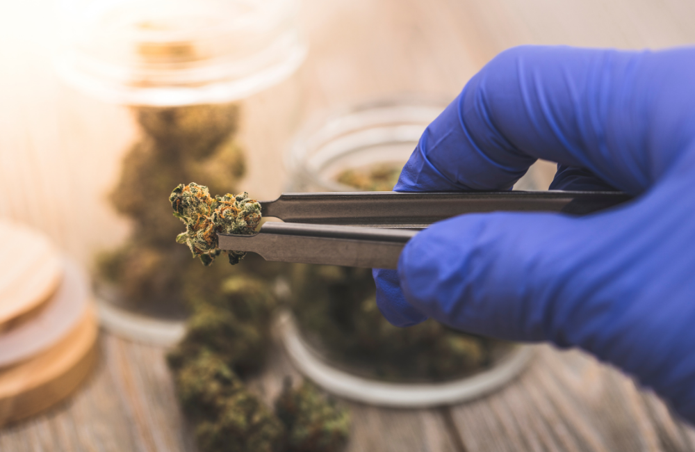 Terpeny i „efekt świty”: co potwierdzają badania, a co pozostaje hipotezą