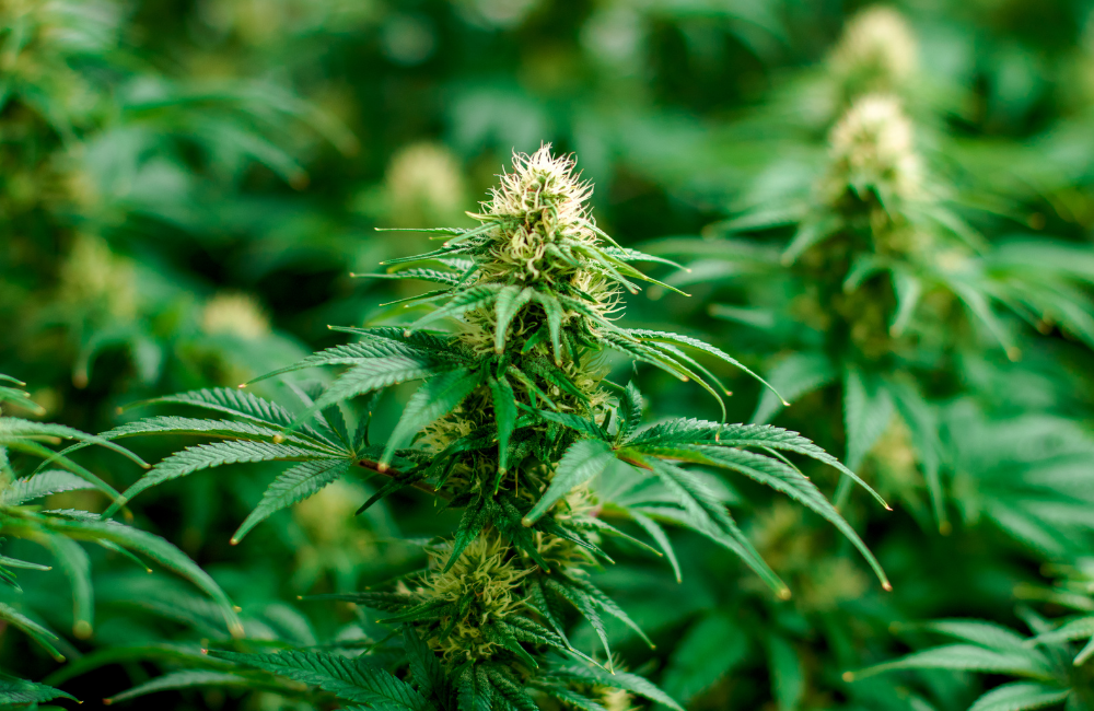 Działania niepożądane konopi medycznych – co zrobić, gdy dawka jest za wysoka?