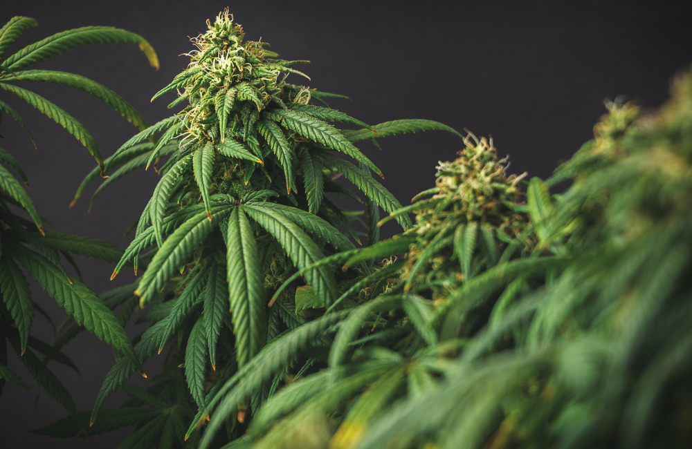 Czy mocniejszy susz zawsze oznacza lepszy efekt? Jak myśleć o proporcjach THC/CBD