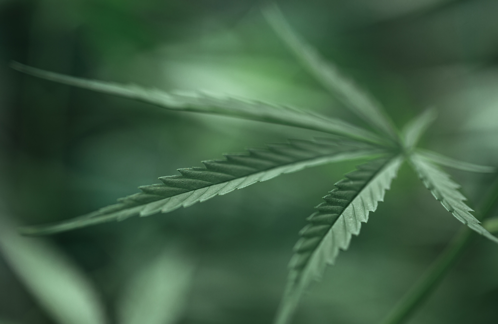 Konopie medyczne - czego się spodziewać na początku terapii.
